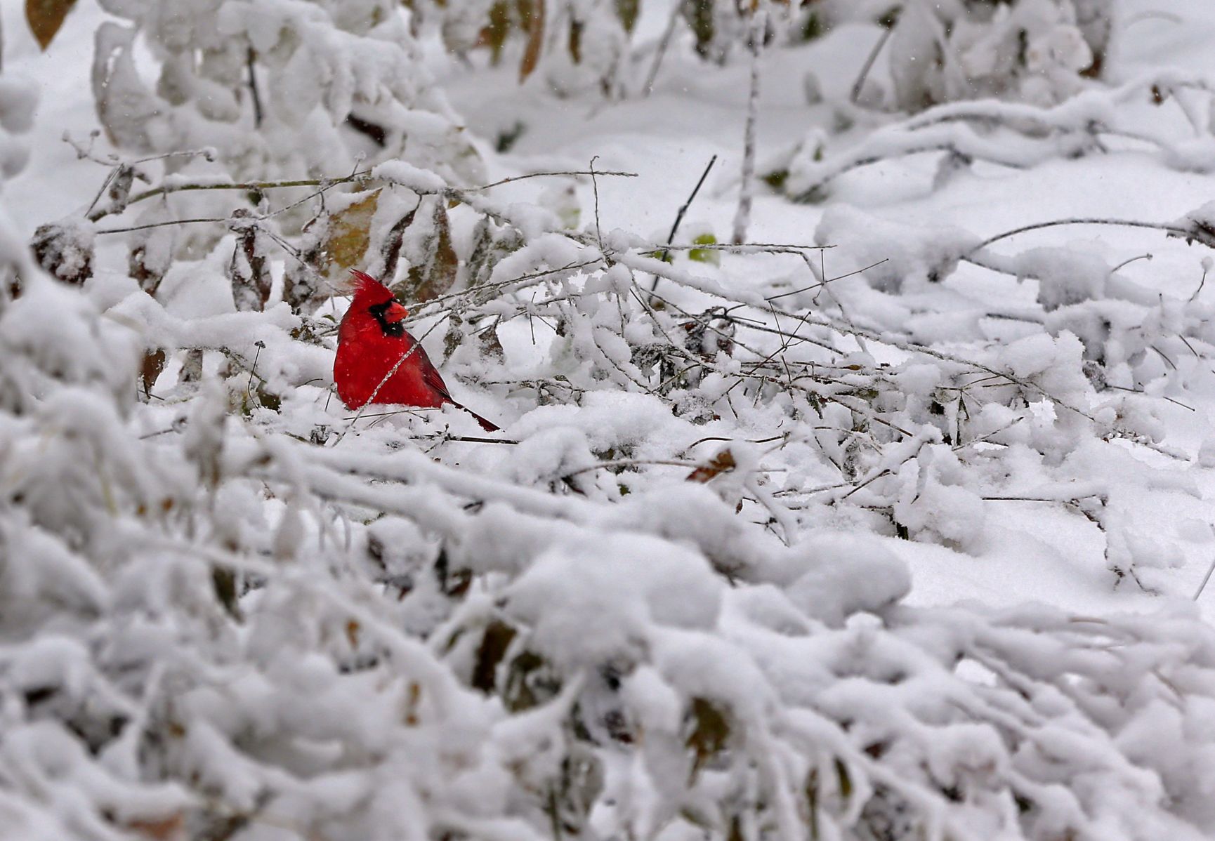 First snow of the season in St. Louis